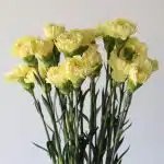 Yellow Carnations