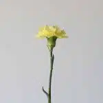 Yellow Carnations