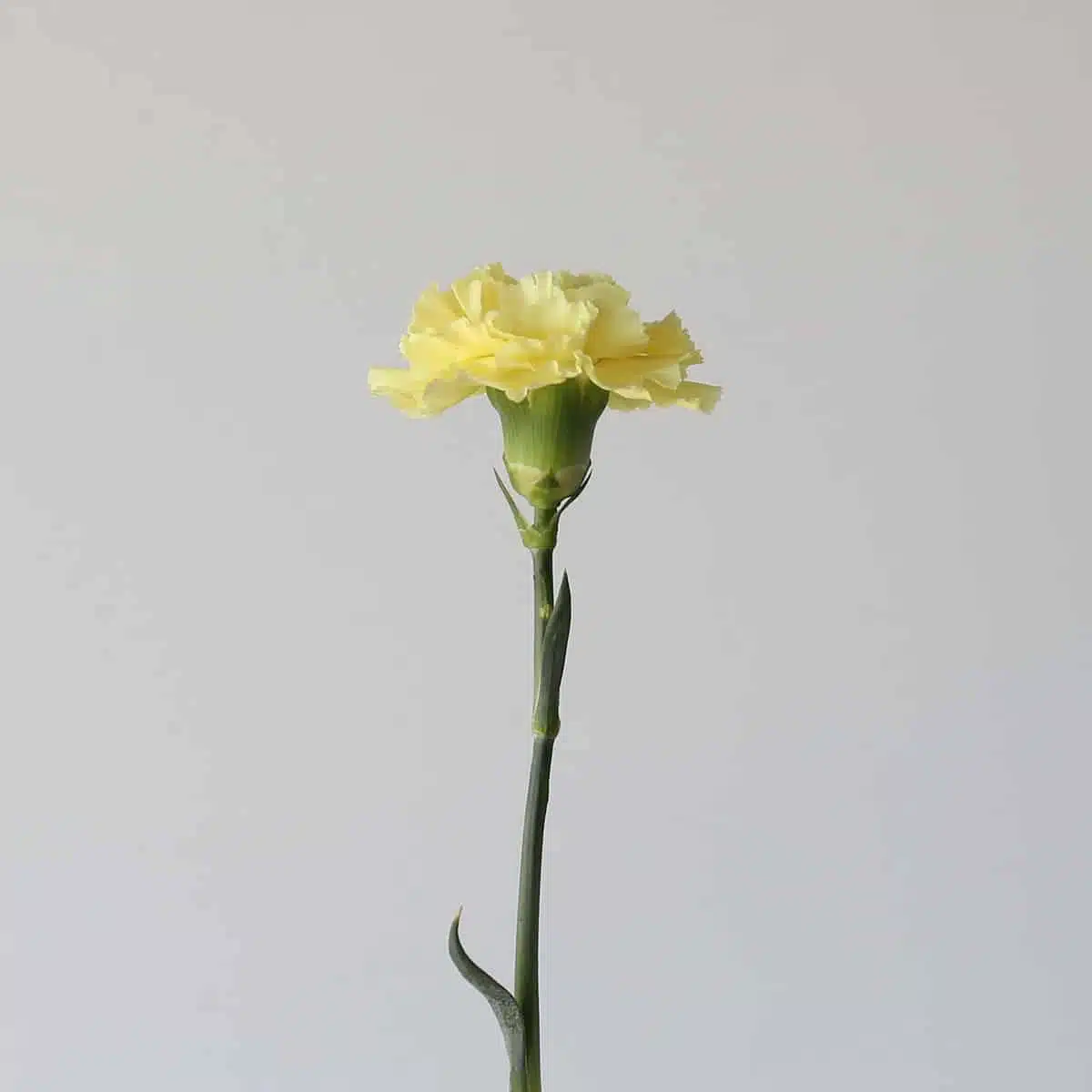 Yellow Carnations