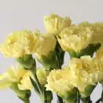 Yellow Carnations