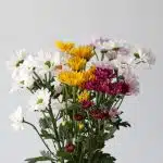 Assorted Daisies