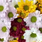 Assorted Daisies