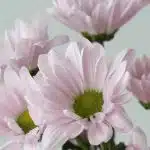 Lavender Daisies