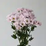 Lavender Daisies