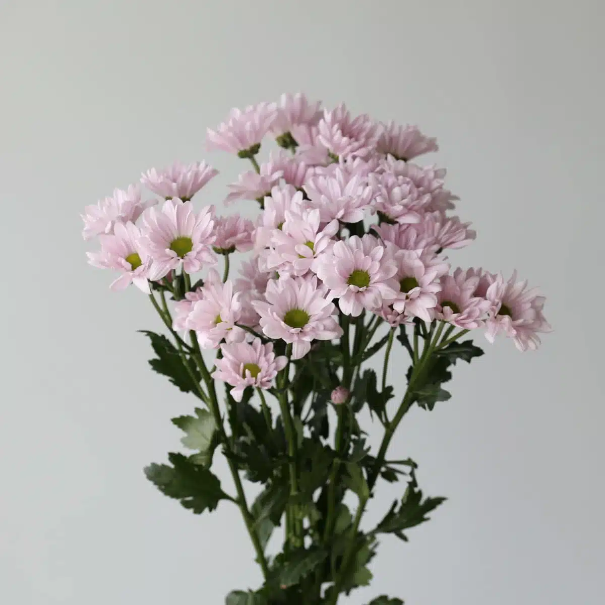 Daisies lavendar Bulk DIY Montreal - Le Bouquet