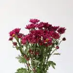 Mauves Daisies