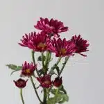 Mauves Daisies