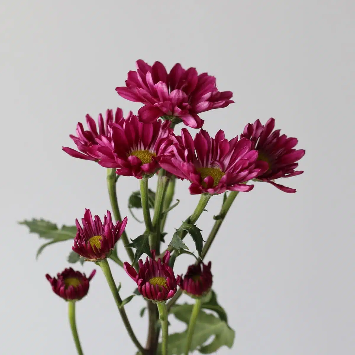 Mauves Daisies