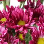 Mauves Daisies