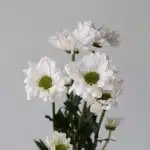 White Daisies