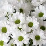 White Daisies