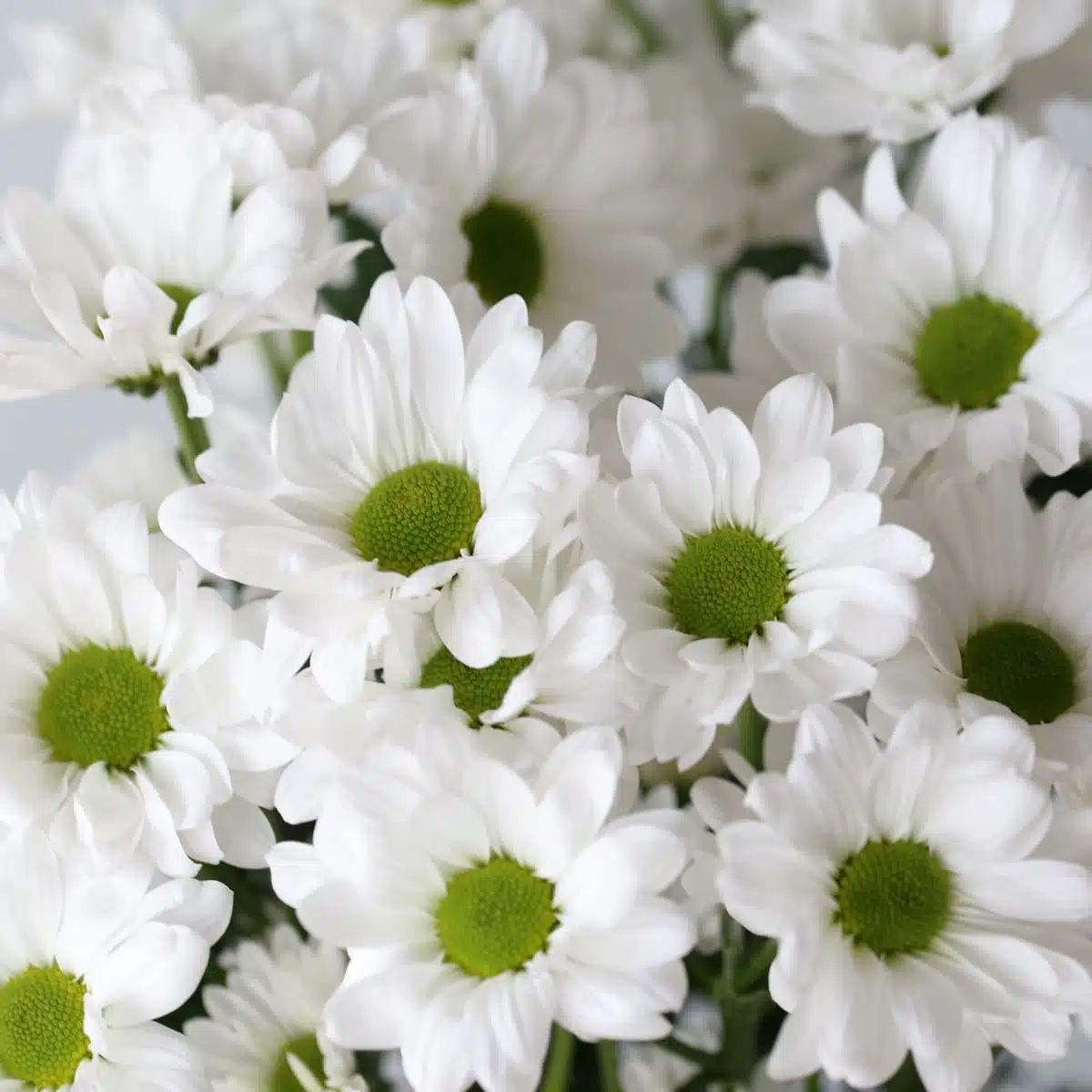 Daisies white Bulk DIY Montreal - Le Bouquet