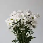White Daisies