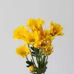 Yellow Daisies