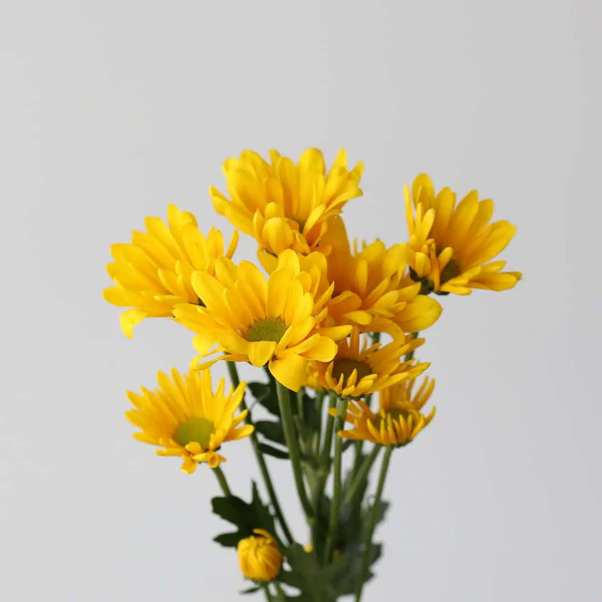 Yellow Daisies