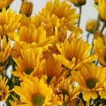 Yellow Daisies