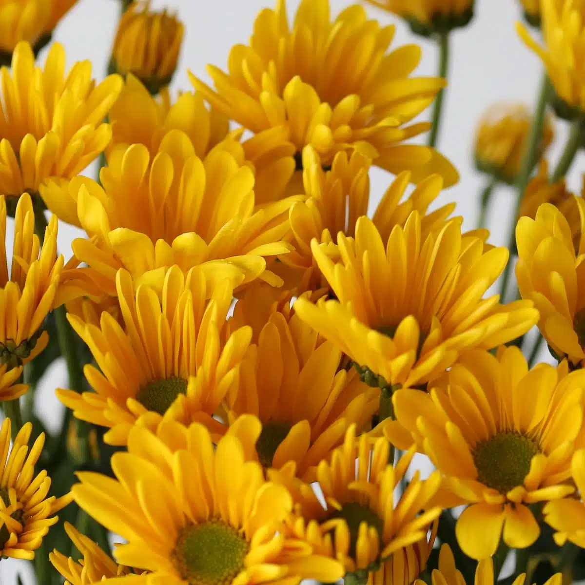 Yellow Daisies
