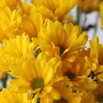 Yellow Daisies