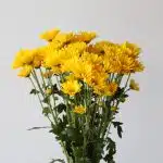 Yellow Daisies