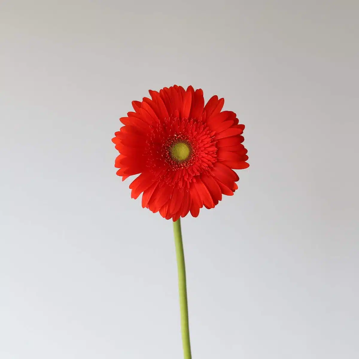 Gerbera Atlanta (Bulk DIY)