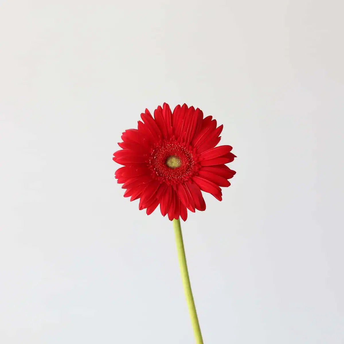 Gerbera Carambole (Bulk DIY)
