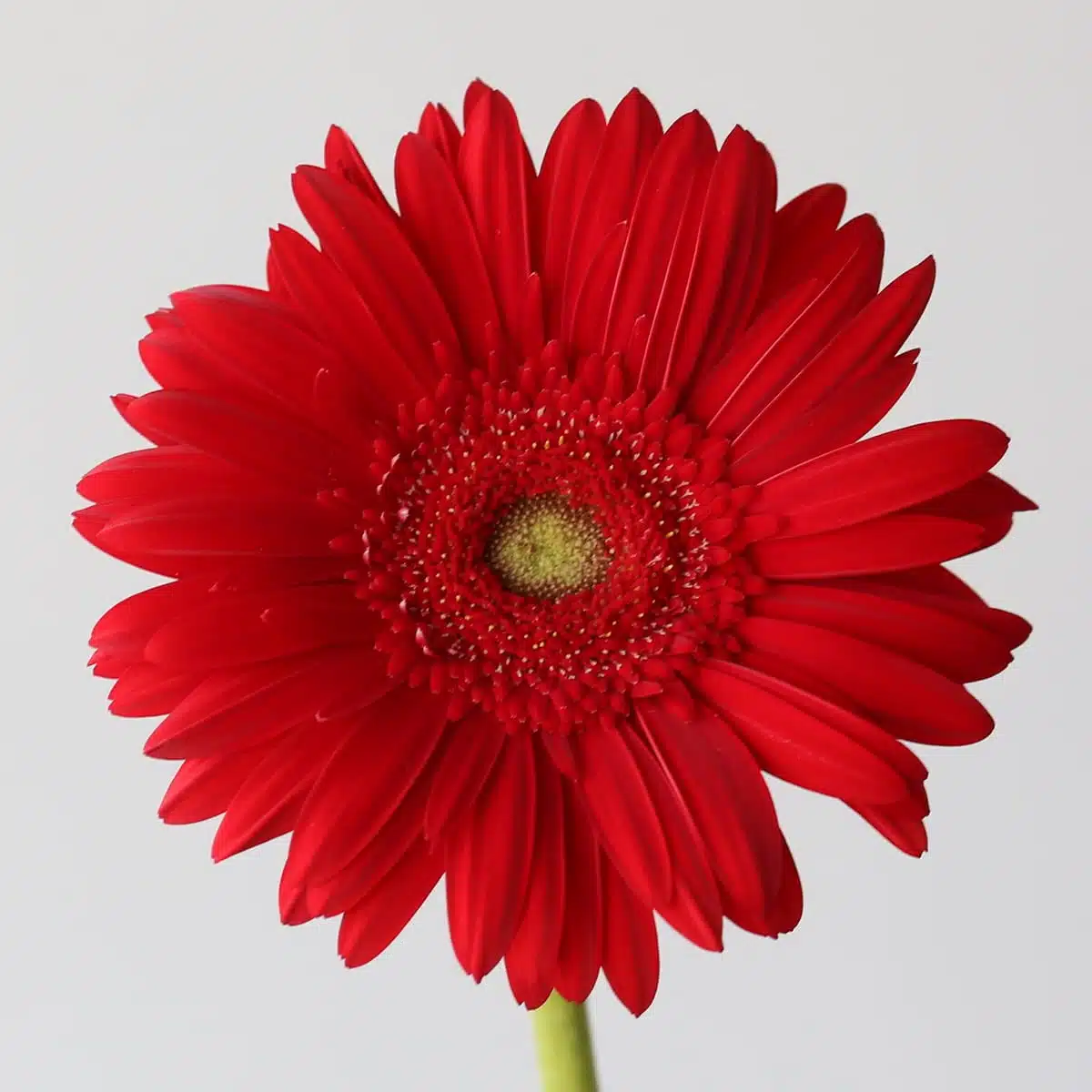 Gerbera Carambole Bulk DIY Montreal - LE Bouquet