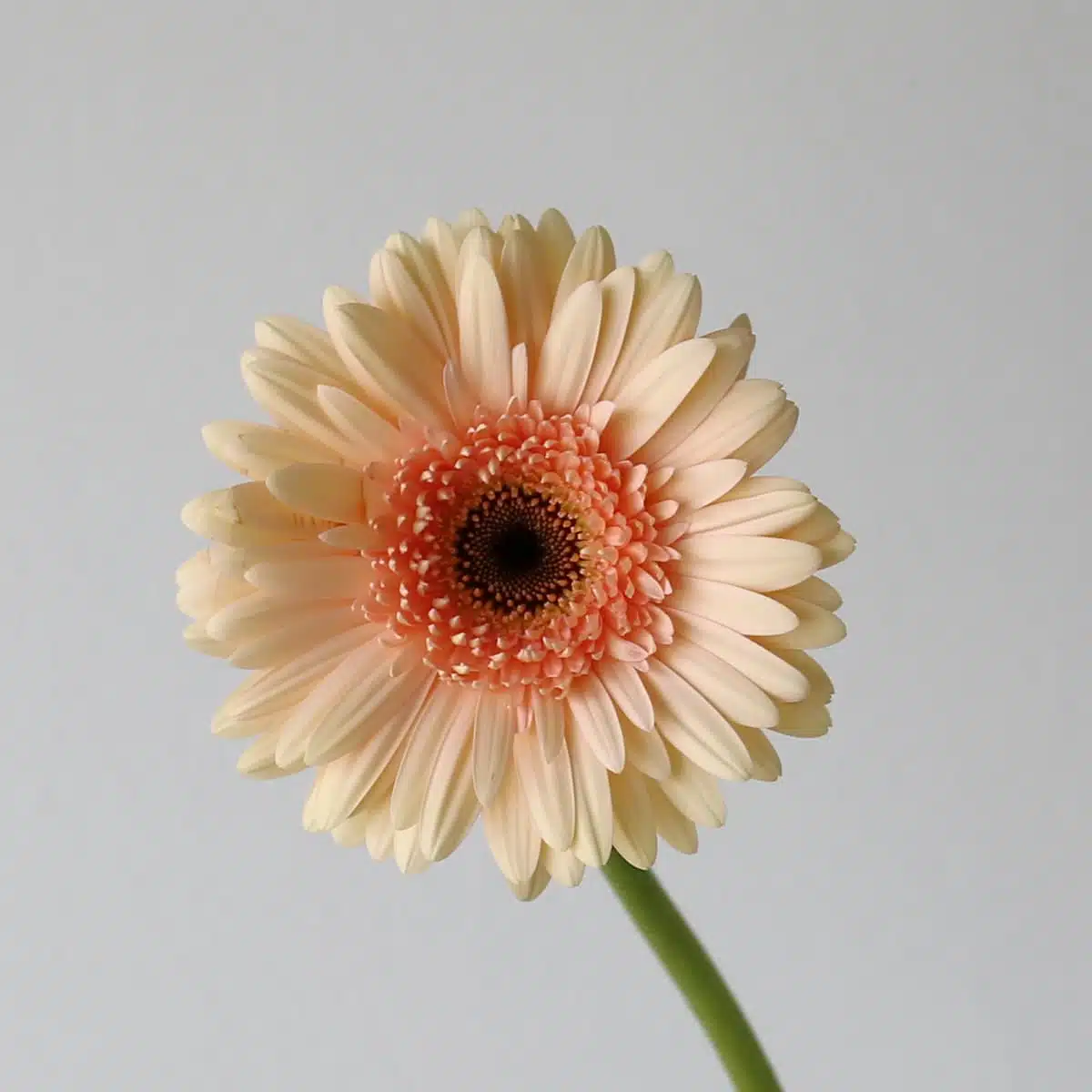 Gerbera Cafe-del-Mar Bulk DIY Montreal - LE Bouquet