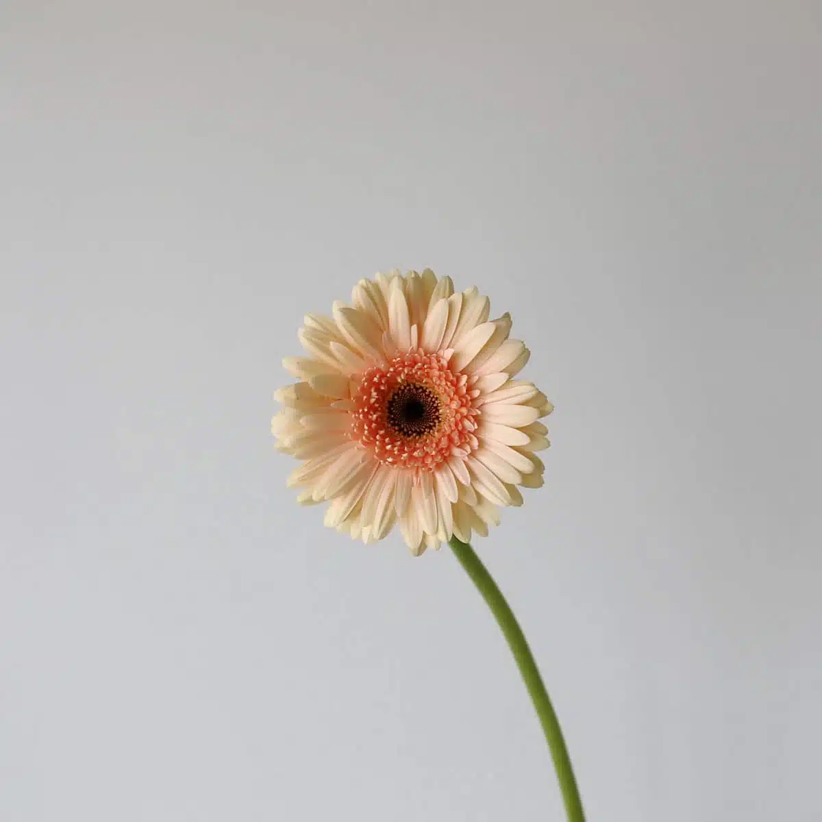 Gerbera Cafe Del Mar (Bulk DIY)