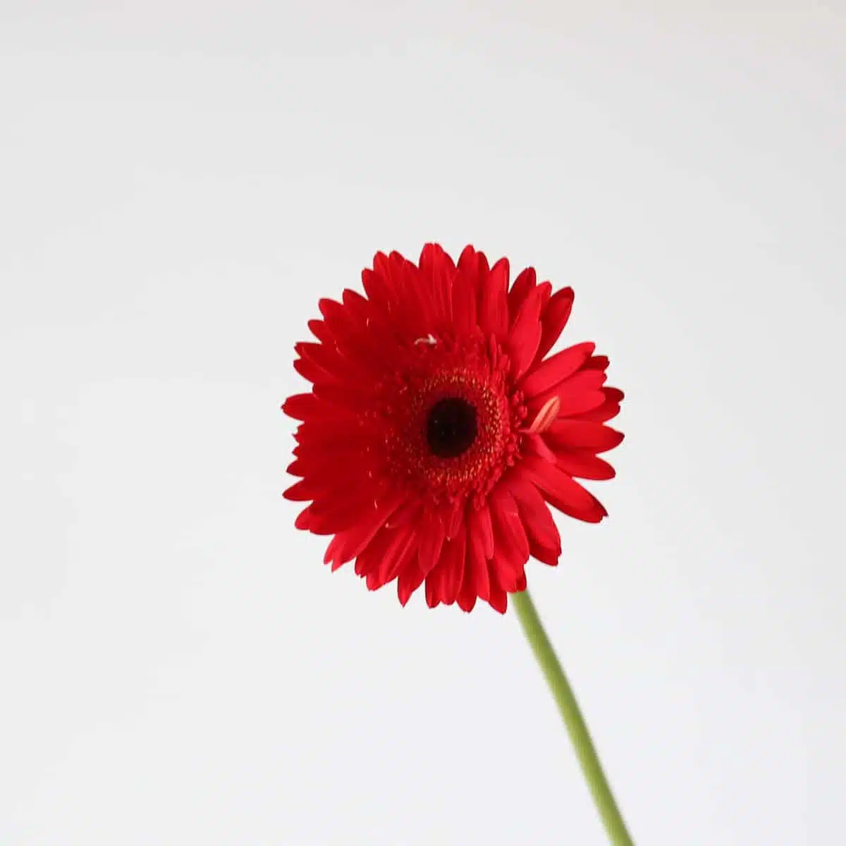 Gerbera Dynamic (Bulk DIY)