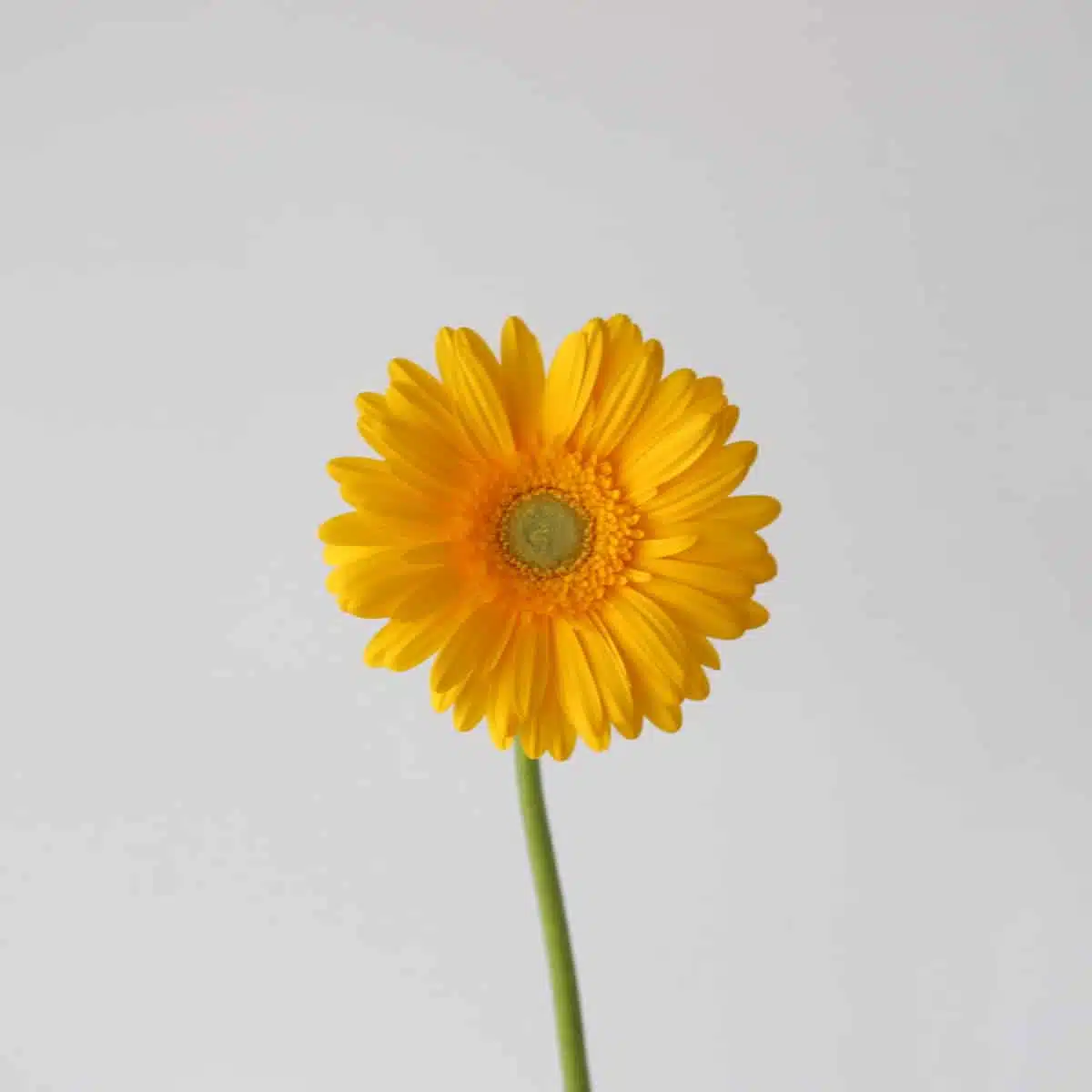 Gerbera Panama (Bulk DIY)