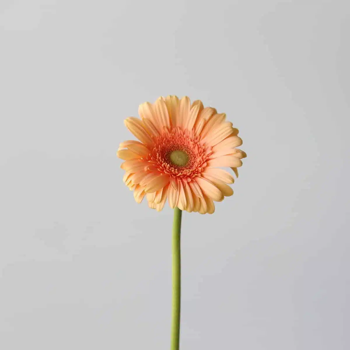 Gerbera Pre-Extase (Bulk DIY)