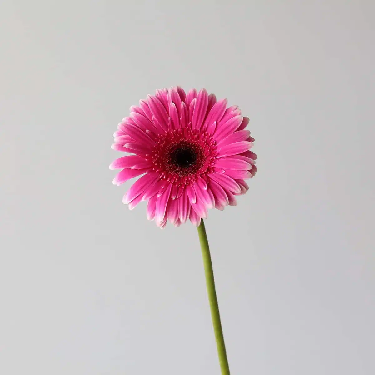 Gerbera Spin-Off  (Bulk DIY)