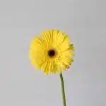 Gerbera Wake Up (Bulk DIY)