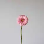Mini Gerbera Bellita (Bulk DIY)