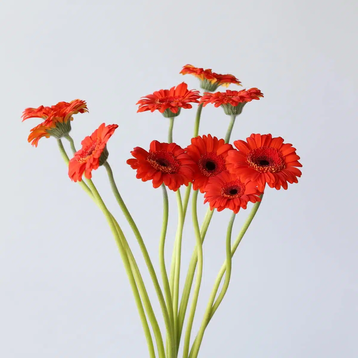 Gerbera jordy Bulk DIY Montreal - LE Bouquet