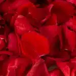 Rose Petals