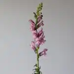 Lavendar Snapdragons