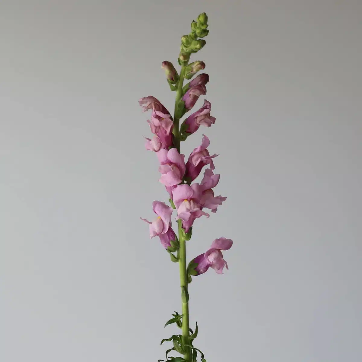 Lavendar Snapdragons