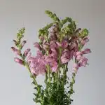 Lavendar Snapdragons