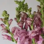 Lavendar Snapdragons
