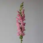Light Pink Snapdragon