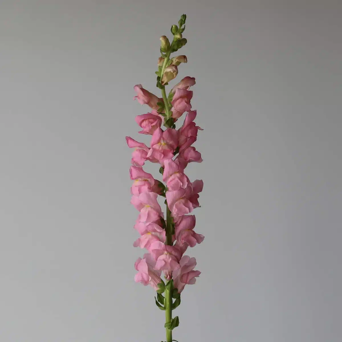 Light Pink Snapdragon