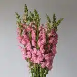 Light Pink Snapdragon