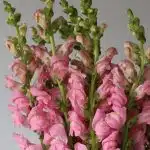 Light Pink Snapdragon