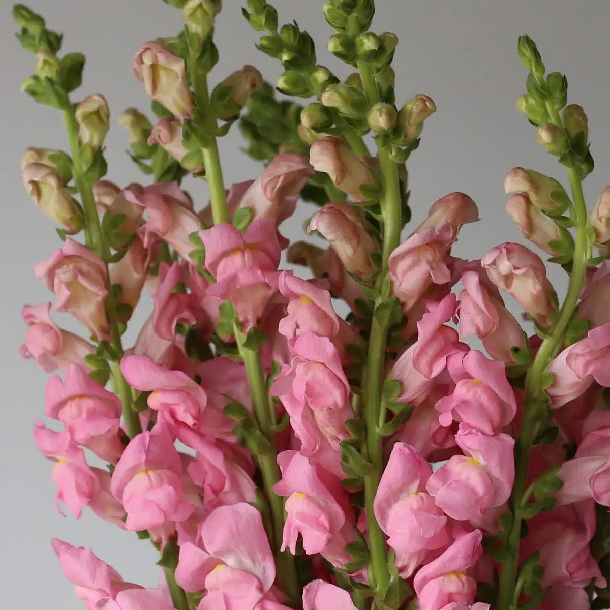 Close-up of light pink snapdragon blooms on tall stems