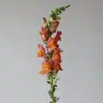 Orange Snapdragons