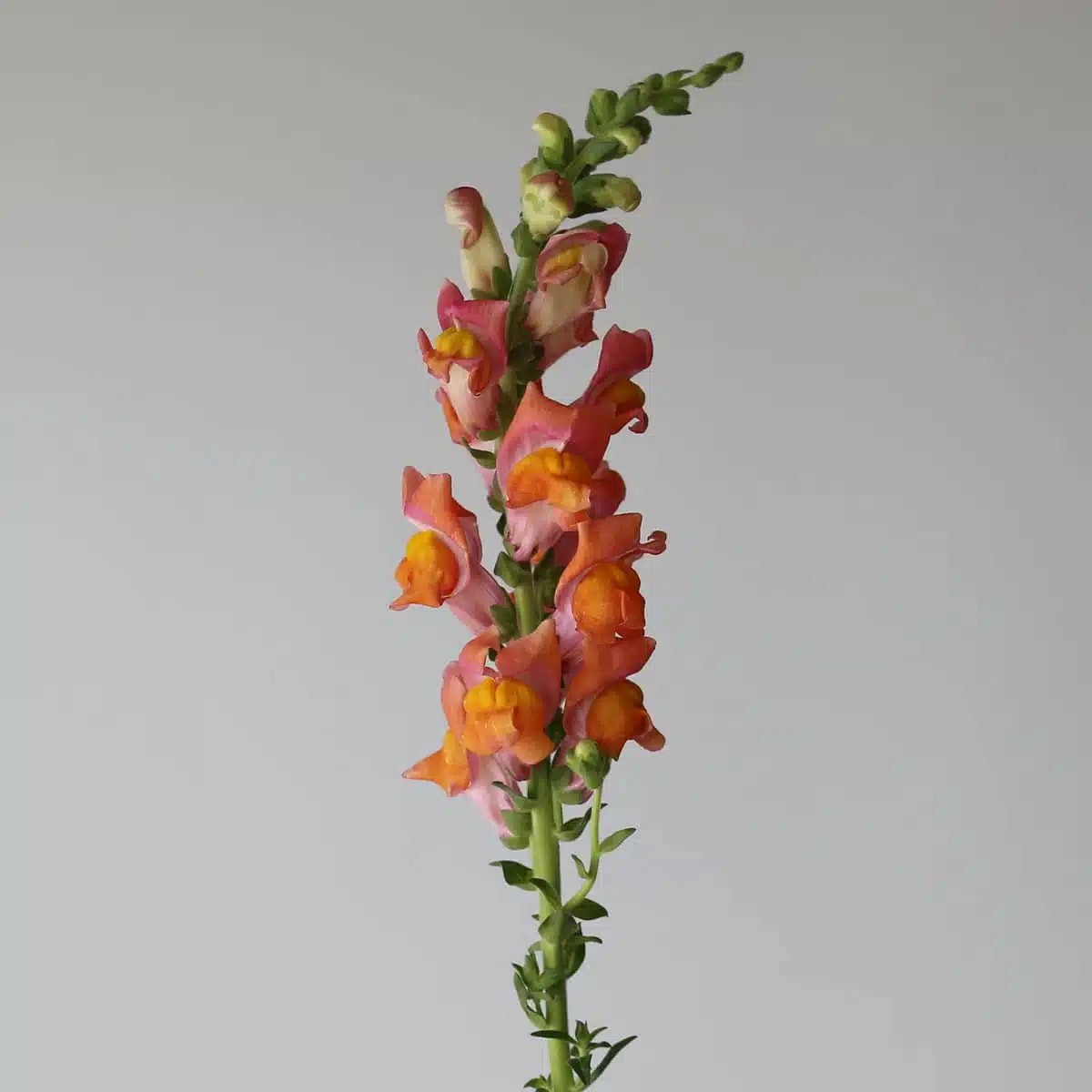 Orange Snapdragons