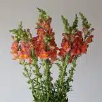 Orange Snapdragons