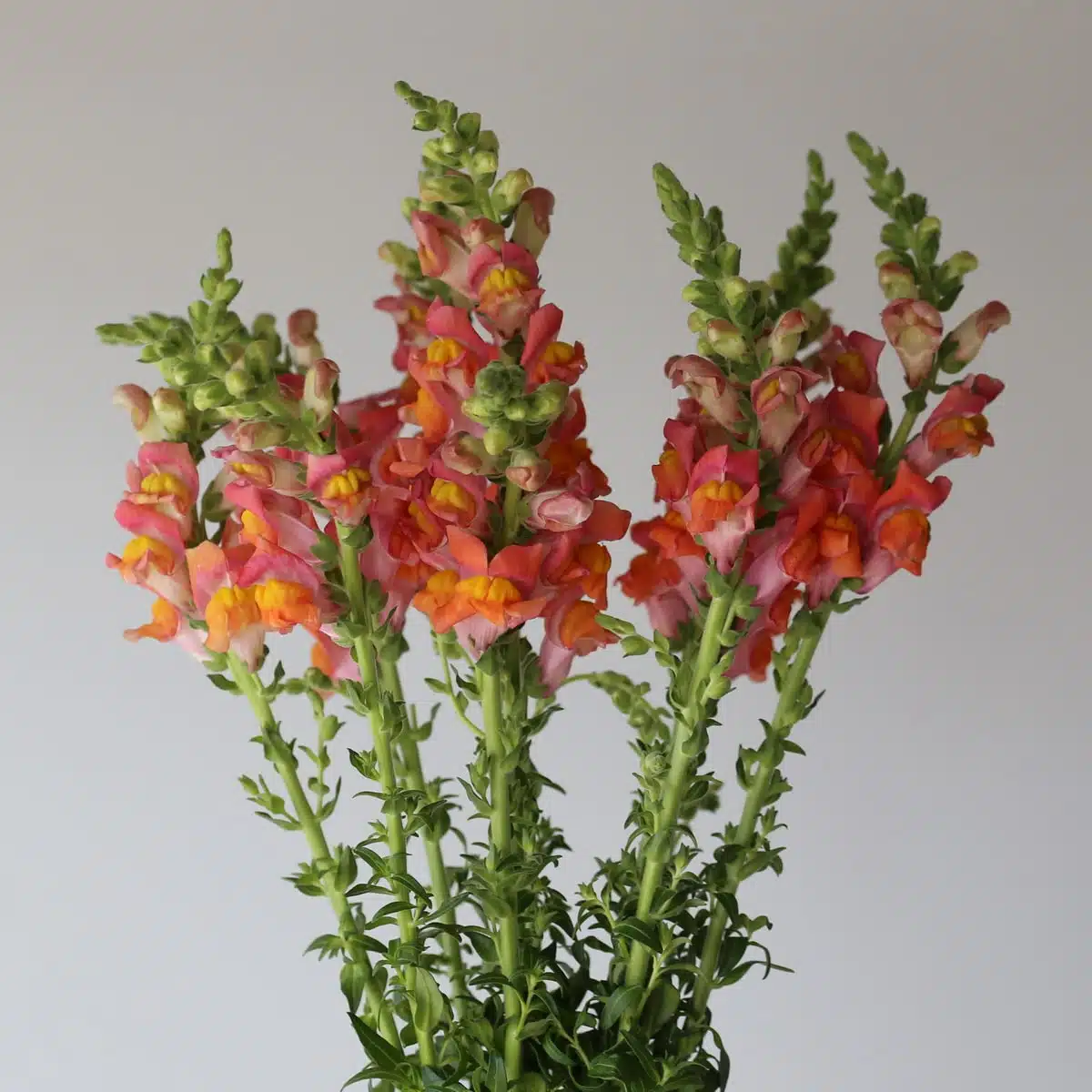 Bunch of fresh orange snapdragons with tall stems