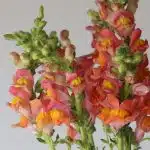 Assorted Snapdragons